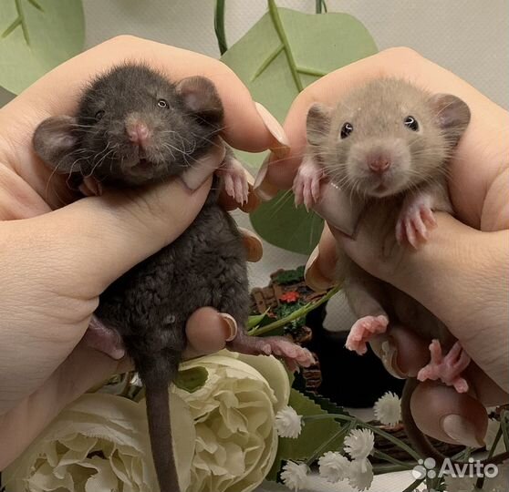 Крысята дамбо рекс стандарт. Декоративные крысы