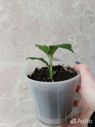 Спатифиллум