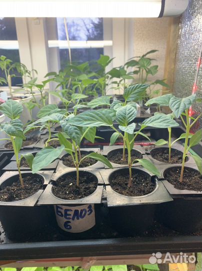 Рассада перца сладкого