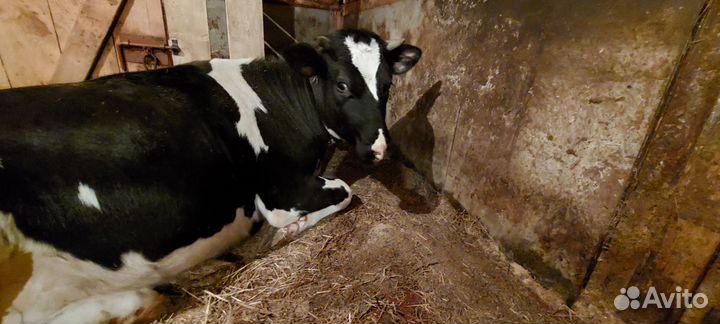 Телка 1.5 года