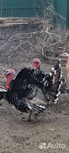 Петух, Индюки