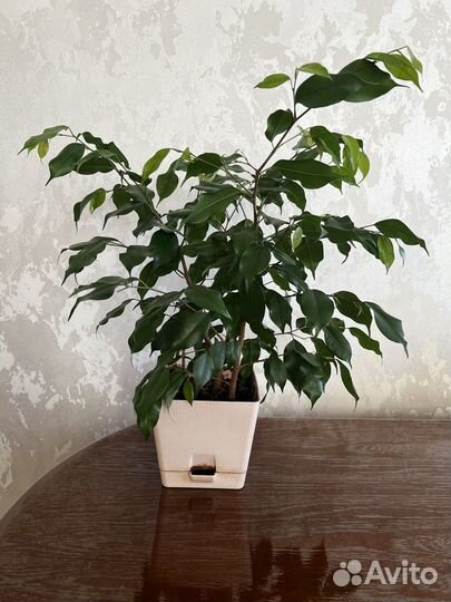 Фикус Бенджамина