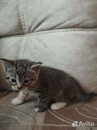 Котёнок бесплатно