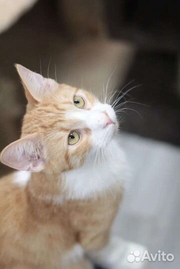 Рыжий котенок