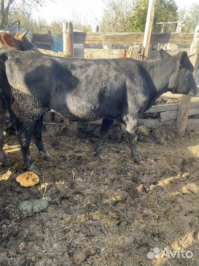 Быки и телки