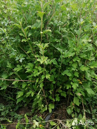 Гибискус 2х летние на горшок или Озеленение