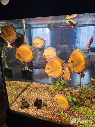Аквариум с рыбками