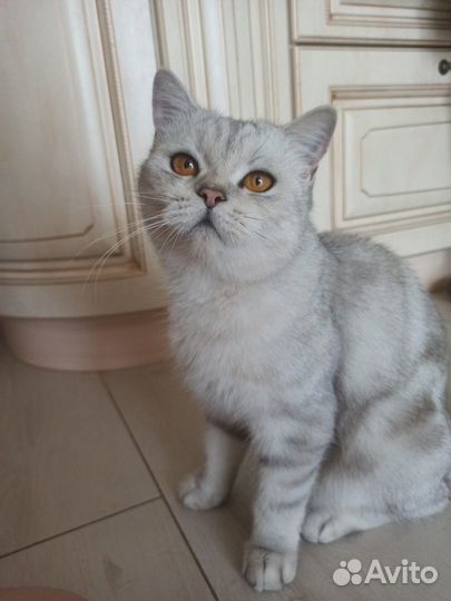 Шикарная кошка