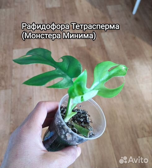 Рафидофора Тетрасперма, Сциндапсусы