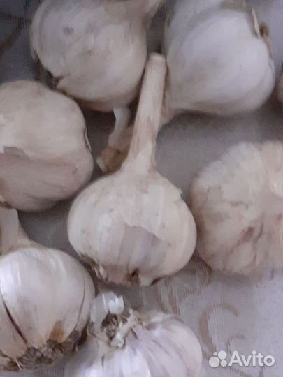 Рассада озимого чеснока