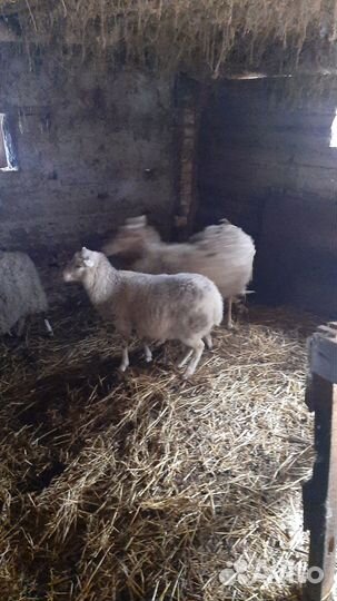 Овцы бараны ягнята помесь дорпера
