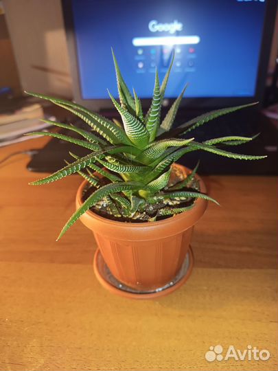 Комнатные растения