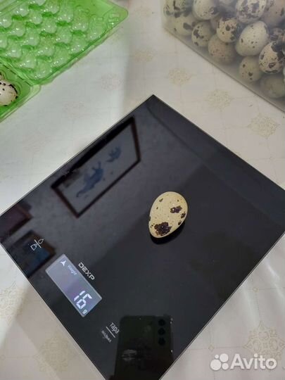 Перепела/перепелинные яйца инкубационные и пищевые