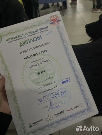 Вязка лабрадор