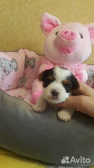 Бивер щенки.Премиум.мальчик и девочка.цветной йорк