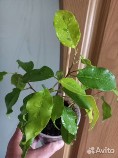 Фикус бенджамина