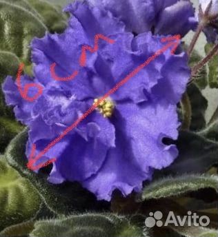 Фиалки детки