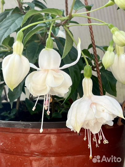 Кашпо с ампельными растениями