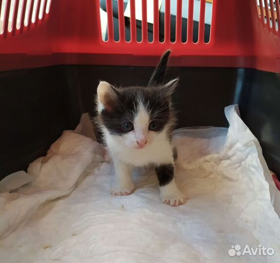 Котенок - мальчик 1 месяц,лоток отлично