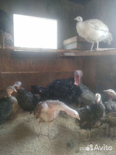 Индюшки (1,3года), индюки (7 месяцев)