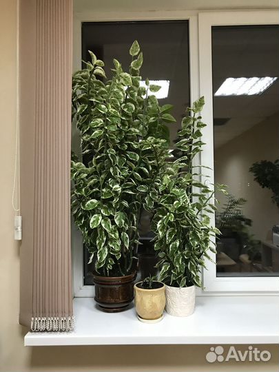 Комнатный цветок Педилантус