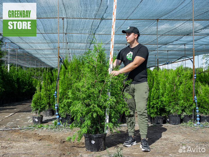 Туя брабант 120 см свежая копка 2023