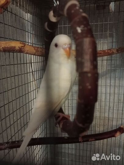 Птенцы волнистых попугаев