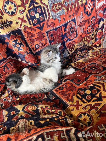 Котята в добрые руки даром