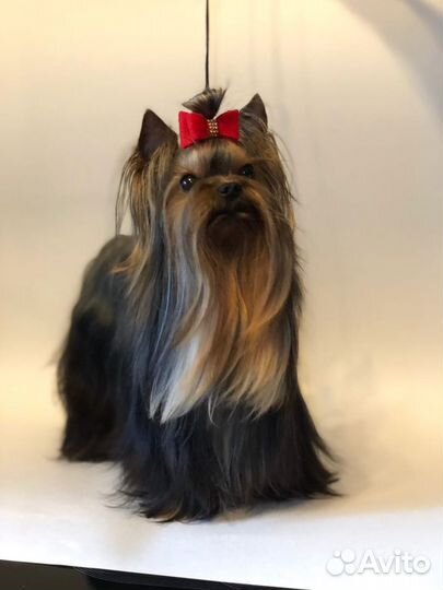 Кобель для вязок. вязки. щенки