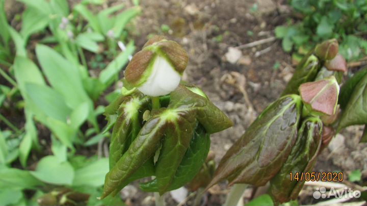 Подофилл Эмода