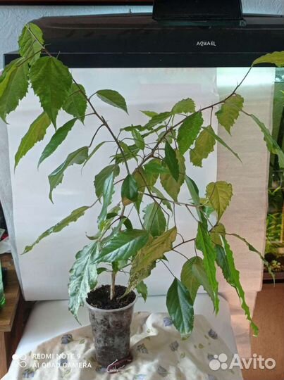 Гибискус, декабрист