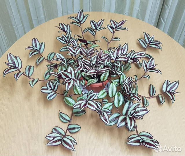 Сеткреазия, зебрина