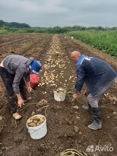 Рабочие на полях для сбора урожая