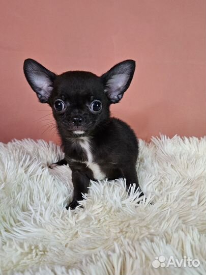 Очень тёмный шоколад девочка