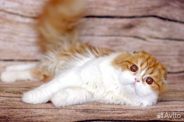 Шотландский молодой котик