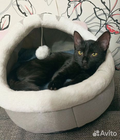 Черный котенок бесплатно