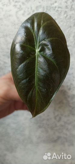 Алоказия