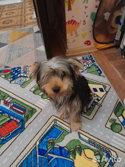 Маленькая собака