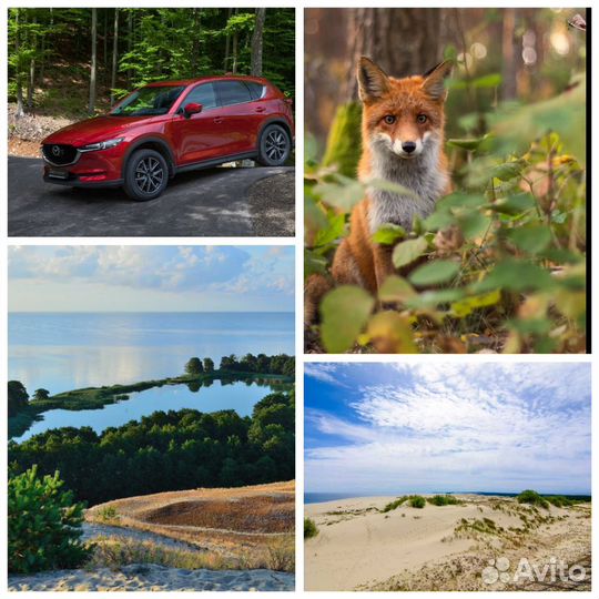 Куршская коса экскурсия, индивидуальная поездка