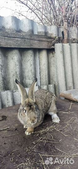 Кролики Фландр