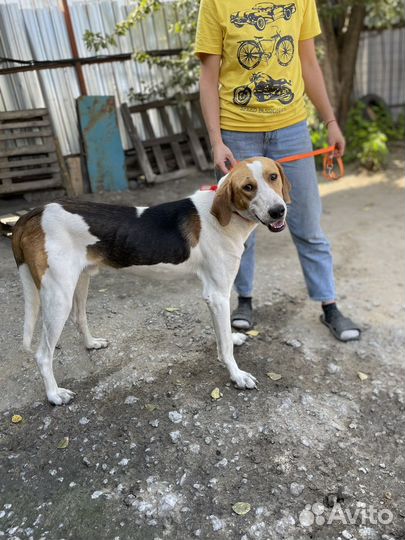 Собака в добрые руки