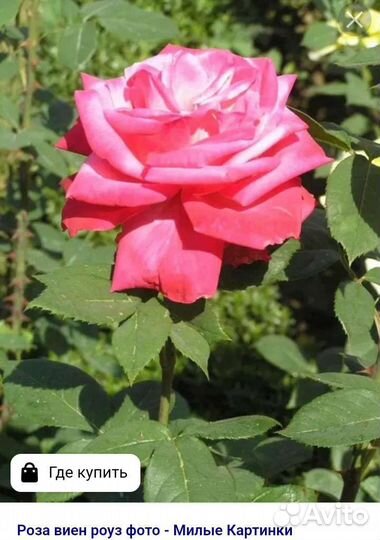 Розы, многолетки, хвойники