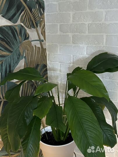 Спатифиллум крупномер