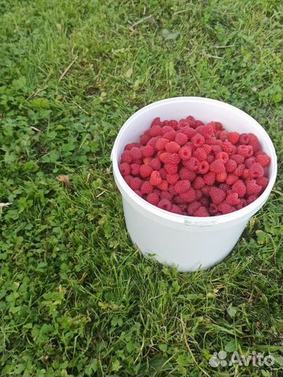 Малина ягоды свежая