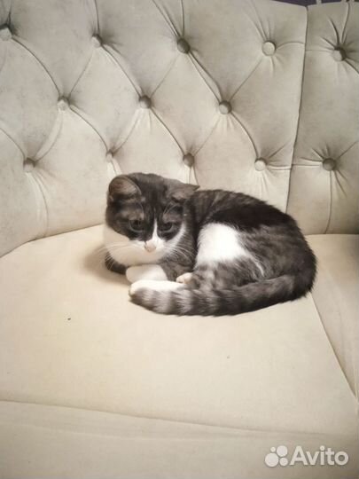 Кошка в дар бесплатно
