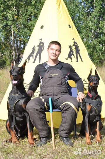 Дрессировка собак