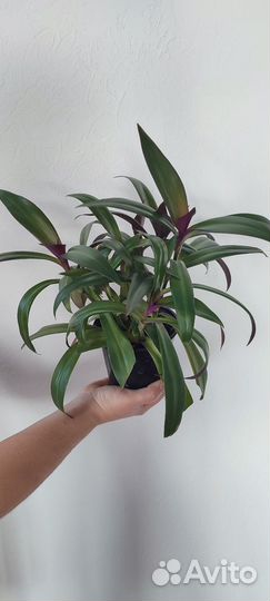 Комнатные растения