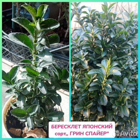 Бересклеты Японские и Самшит