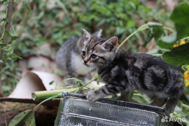 Котята в дар бесплатно