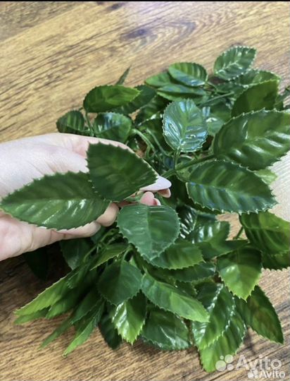 Декоративная зелень